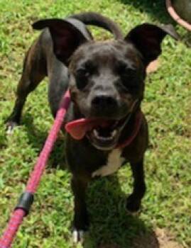 Rescue Pit Bull Terrier and Mixed Breed Dogs for Adoption in Tyler, Texas - Shadow | PetCurious