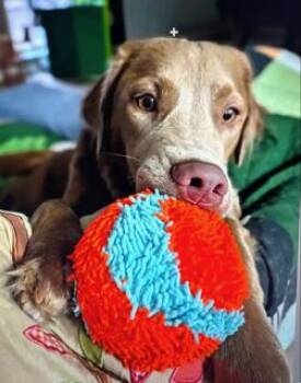 Charlie Chaplin -  Golden Retriever and Weimaraner Dog for Adoption in Fort Worth, Texas - Charlie Chaplin | PetCurious