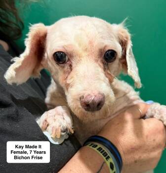 Kay Made It -  Bichon Frise Dog for Adoption in Blue Springs, Missouri - Kay Made It | PetCurious