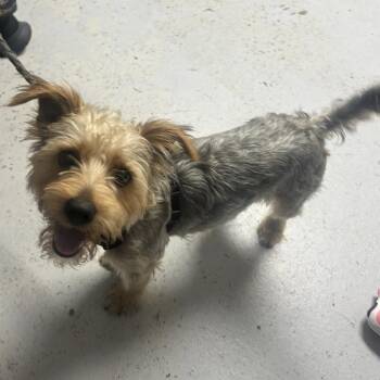 Stark -  Yorkshire Terrier Dog for Adoption in Uniontown, Pennsylvania - Stark | PetCurious