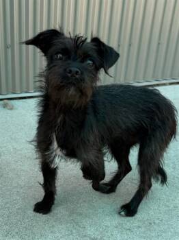 NORI -  Cairn Terrier and Schnauzer Dog for Adoption in Sacramento, California - NORI | PetCurious