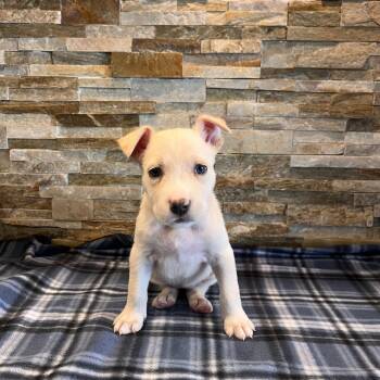 Crimson -  Pit Bull Terrier Dog for Adoption in Fort Wayne, Indiana - Crimson | PetCurious