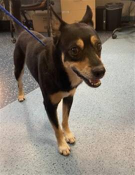 Rescue Shiba Inu and German Shepherd Dog Dogs for Adoption in Doral, Florida - LUCKY | PetCurious