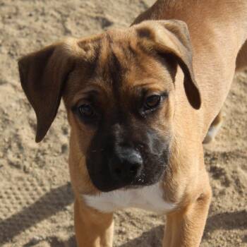 Honeybun -  Mastiff and Hound Dog for Adoption in Yucca Valley, California - Honeybun | PetCurious
