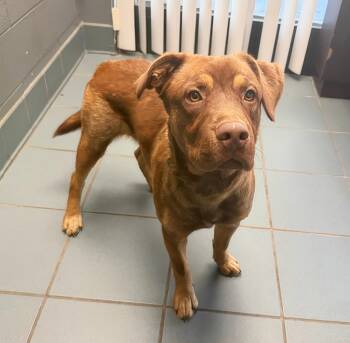 Kit Kat -  Mixed Breed Dog for Adoption in Nashville, Tennessee - Kit Kat | PetCurious