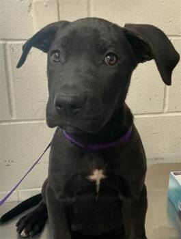JUSTIN -  Pit Bull Terrier Dog for Adoption in San Bernardino, California - JUSTIN | PetCurious