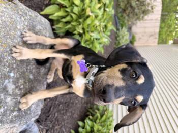 Labrador Retriever and Doberman Pinscher Dogs Available for Adoption in North Freedom, Wisconsin - Lana | PetCurious