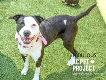 Pit Bull Terrier and Mixed Breed Dogs Available for Adoption in Kansas City, Missouri - Fabulous | PetCurious