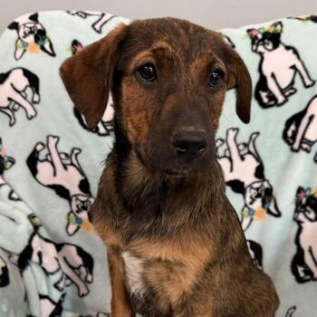 Mango Tropical -  Hound and Labrador Retriever Dog for Adoption in Andover, Massachusetts - Mango Tropical | PetCurious