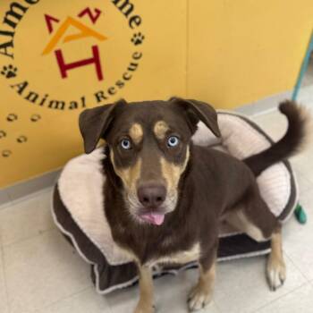 Peanut Butter -  Mixed Breed Dog for Adoption in Chariton, Iowa - Peanut Butter | PetCurious