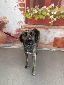 German Shepherd Dog Dogs Available for Adoption in San Bernardino, California - TED D BURKE | PetCurious