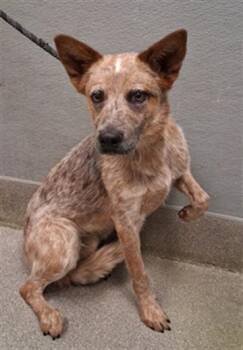 Australian Cattle Dog Blue Heeler and Mixed Breed Dogs Available for Adoption in Las Vegas, Nevada - RAGGEDY ANDY | PetCurious
