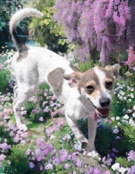 Rat Terrier Dogs Available for Adoption in Las Vegas, Nevada - Rico | PetCurious