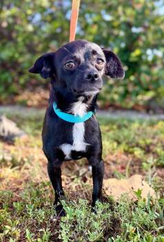 Nuka -  Chihuahua and Mixed Breed Dog for Adoption in Cape Coral, Florida - Nuka | PetCurious