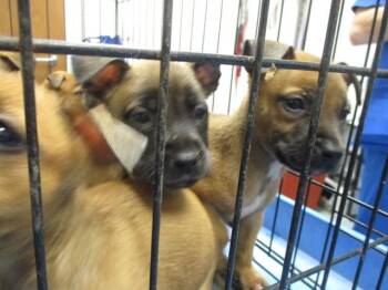 FLOWER -  Black Mouth Cur Dog for Adoption in Ocala, Florida - FLOWER | PetCurious