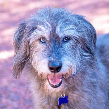 Maggie -  Hound and Irish Wolfhound Dog for Adoption in Baton Rouge, Louisiana - Maggie | PetCurious