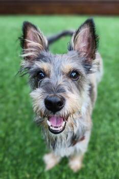 Mikey -  Schnauzer Dog for Adoption in San Diego, California - Mikey | PetCurious