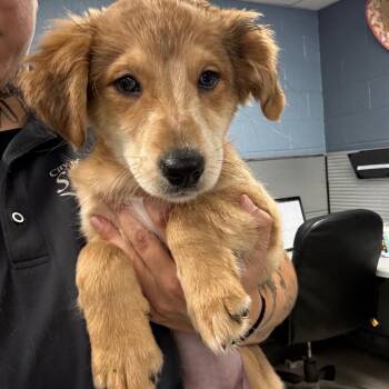 Lavender -  Mixed Breed Dog for Adoption in Saint Joseph, Missouri - Lavender | PetCurious