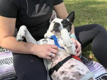 Australian Cattle Dog Blue Heeler and Pit Bull Terrier Dogs Available for Adoption in Phoenix, Arizona - SPUDS | PetCurious