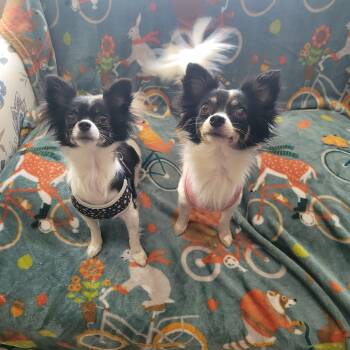 Lilly & Lana -  Chiweenie and Pomeranian Dog for Adoption in Denham Springs, Louisiana - Lilly & Lana | PetCurious