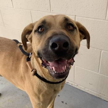 Rocky -  Pit Bull Terrier and Mixed Breed Dog for Adoption in Reno, Nevada - Rocky | PetCurious