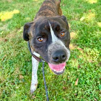 Buster (20260829-02) -  American Bulldog Dog for Adoption in Niagara Falls, Ontario - Buster (20260829-02) | PetCurious