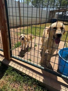 SPONSOR OR FOSTER ME - Scooter -  Labrador Retriever Dog for Adoption in Grafton, Wisconsin - SPONSOR OR FOSTER ME - Scooter | PetCurious