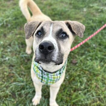 Labrador Retriever Dogs Available for Adoption in Columbia, South Carolina - Captain Sniff | PetCurious