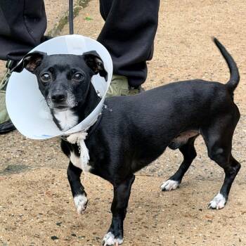 Chihuahua Dogs Available for Adoption in Newark, New Jersey - Goku | PetCurious