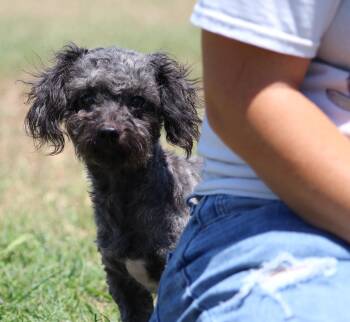Cutie Pie -  Miniature Poodle and Mixed Breed Dog for Adoption in Temple, Texas - Cutie Pie | PetCurious