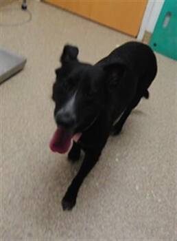 BECKA -  German Shepherd Dog and Mixed Breed Dog for Adoption in Albuquerque, New Mexico - BECKA | PetCurious