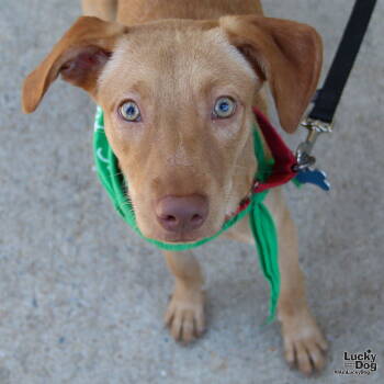 Rescue Retriever and Labrador Retriever Dogs for Adoption in Washington, District Of Columbia - Marina | PetCurious