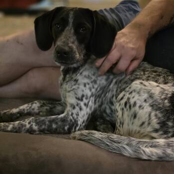 Billie -  German Shorthaired Pointer Dog for Adoption in Baker, Louisiana - Billie | PetCurious