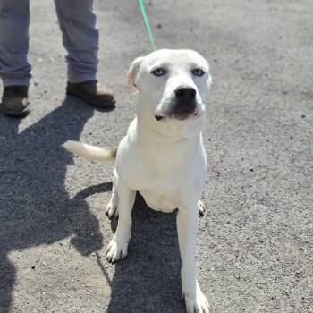 Rescue Labrador Retriever Dogs for Adoption in Fairfax, Virginia - Olaf | PetCurious