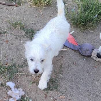 Cookie -  Terrier and Mixed Breed Dog for Adoption in Spokane, Washington - Cookie | PetCurious