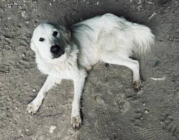 Great Pyrenees Dogs Available for Adoption in Quinlan, Texas - Darla ATX | PetCurious