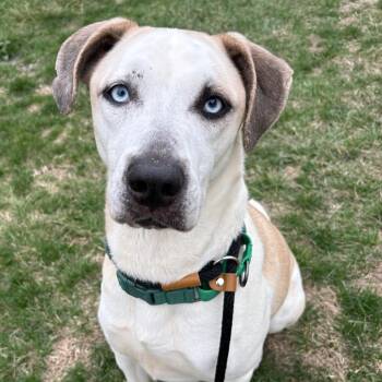 Mixed Breed Dogs Available for Adoption in Saint Joseph, Missouri - Hex P4P | PetCurious