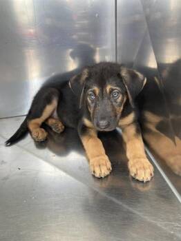 BEAR -  Mixed Breed Dog for Adoption in Dallas, Texas - BEAR | PetCurious
