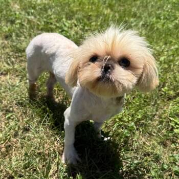 Swiffer Honey -  Shih Tzu and Pekingese Dog for Adoption in Houston, Texas - Swiffer Honey | PetCurious