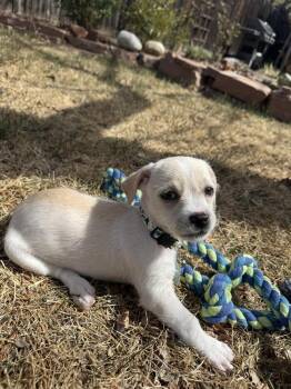 Chihuahua Dogs Available for Adoption in Denver, Colorado - Hopper | PetCurious