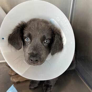 Bees gees -  Mixed Breed Dog for Adoption in Leander, Texas - Bees Gees | PetCurious