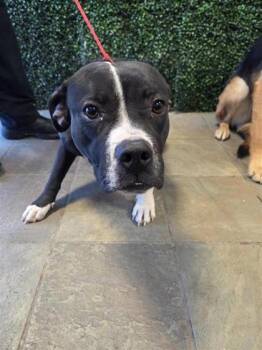 Mixed Breed Dogs Available for Adoption in El Paso, Texas - Sweetpea* | PetCurious