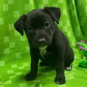 Australian Kelpie Dogs Available for Adoption in Ashland, Ohio - ASHER (Video) | PetCurious
