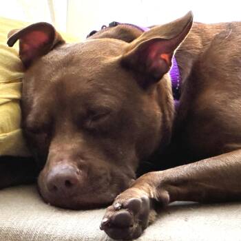 PENNY -  Pit Bull Terrier Dog for Adoption in Largo, Florida - PENNY | PetCurious