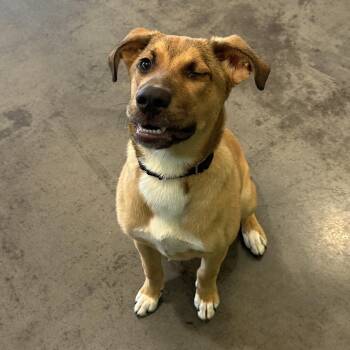 Gavin -  Mixed Breed Dog for Adoption in Pittsburgh, Pennsylvania - Gavin | PetCurious