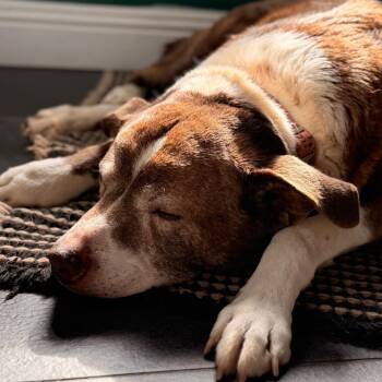 American Staffordshire Terrier Dogs Available for Adoption in Winston-salem, North Carolina - Sadie | PetCurious