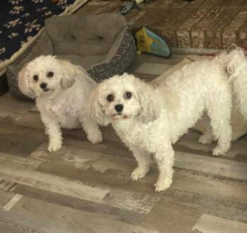 Rescue Poodle and Mixed Breed Dogs for Adoption in Tipp City, Ohio - Lady Alice | PetCurious