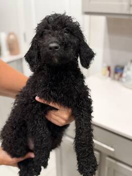 Little Sparks -  Labradoodle Dog for Adoption in Maitland, Florida - Little Sparks | PetCurious
