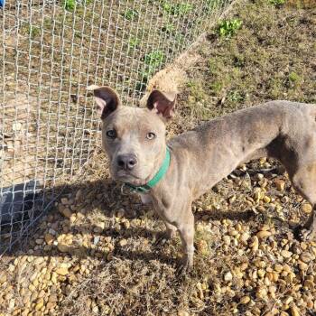 Mixed Breed Dogs Available for Adoption - Lola | PetCurious