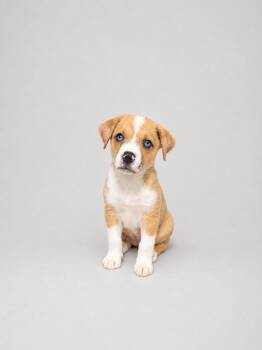 Jack Russell Terrier and Australian Shepherd Dogs Available for Adoption in Baton Rouge, Louisiana - Bean | PetCurious